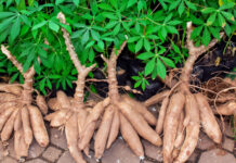 Focus : Consommer local pour s’affranchir