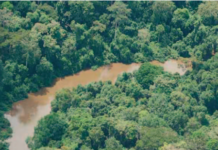 Le Parc National de Taï : Une attraction touristique de dimension mondiale